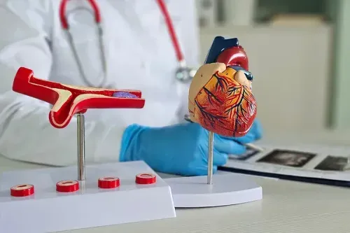 What are Blood Vessels in the Human Body?